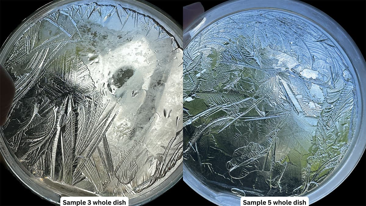 Whole petri dishes of frozen samples 3 and 5 held up to the light