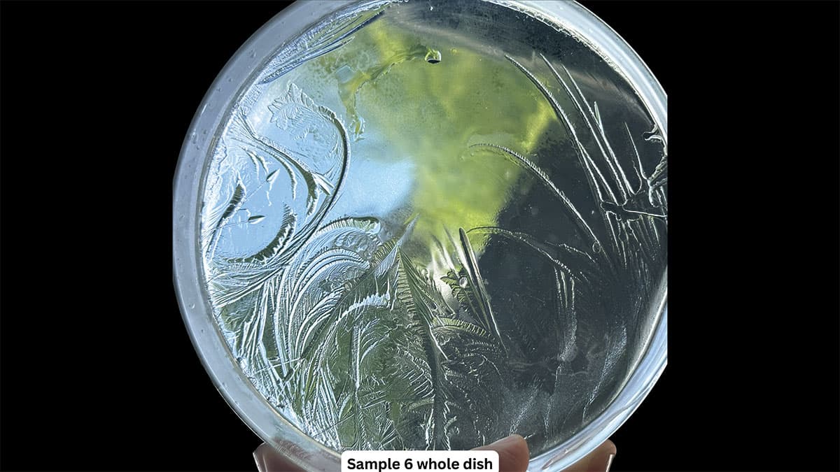 Whole petri dish of frozen sample 6 showing curved, fern-like patterns